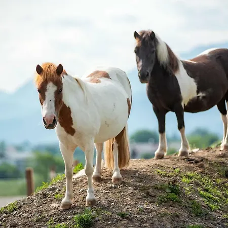 Daire Narzenhof Wellness Chalets, Familien & Luxus Am Bauernhof Sankt Johann in Tirol